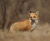 red fox  --  renard roux