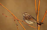 song sparrow  --  bruant chanteur