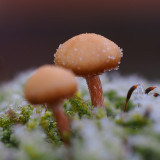 Tiny Mushroom 