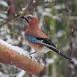 Eurasian Jay (Eichelhher/Garrulus glandarius) in the Snow   