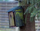 Old Bird House 