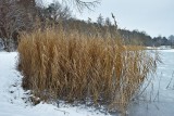 Ice Cold Walk at the Lake