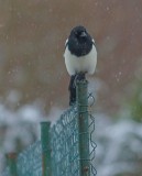 Magpie in the Snowstorm