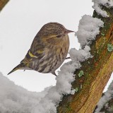 Eurasion Siskin (Corduelis Spinus) Erlenzeisig (Female)