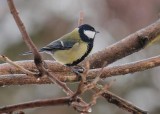 Great Tit 