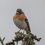 Brambling (Male)