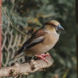 Hawfinch