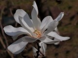 Magnolia