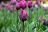 Purple Leader