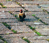 Goldfinch in the garden