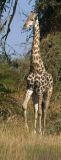 Masai Giraffe