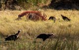 Vultures cleaning up a buffalo carcus