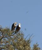 African Fish-Eagles