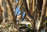 A newborn pokes its head out of the nest