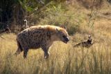   Spotted Hyenas actually eat the bones