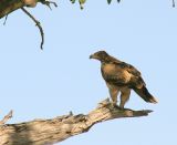 Tawny Eagle