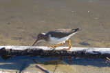 Spotted Sandpiper