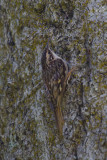 Brown Creeper