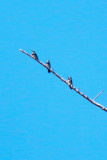 Acorn Woodpecker - KY2A2280.jpg