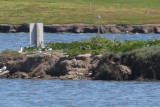 Black Skimmer (middle of island) - KY2A3042.jpg
