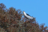 Black-crowned Night-Heron - KY2A2348.jpg
