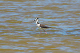 Black-necked Stilt - KY2A3117.jpg