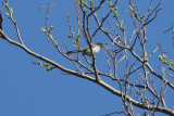 Blue-gray Gnatcatcher - KY2A2003.jpg