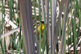 Common Yellowthroat - KY2A2722.jpg