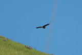 Golden Eagle - KY2A3475.jpg