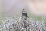 Golden-crowned Sparrow - KY2A2794.jpg