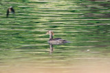 Hooded Merganser - KY2A2124.jpg
