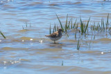 Least Sandpiper - KY2A2597.jpg