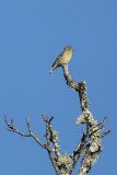 Lesser Goldfinch - KY2A1906.jpg