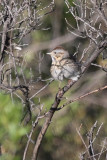 Lincoln's Sparrow - KY2A1804.jpg