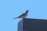 Mourning Dove - KY2A3079.jpg
