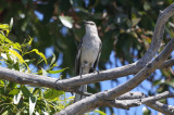 Northern Mockingbird - KY2A2560.jpg