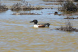 Northern Shoveler - KY2A3121.jpg