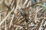 Song Sparrow - KY2A2754.jpg