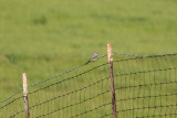 Western Kingbird - KY2A3509.jpg