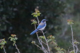 Western Scrub-Jay - KY2A1539.jpg