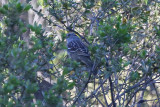 White-crowned Sparrow - KY2A1826.jpg