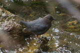 American Dipper