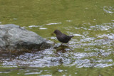 American Dipper with nesting material