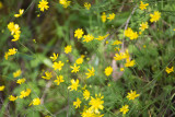 California Buttercup (Ranunculus californicus)