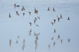 Western Sandpipers - KY2A8359.jpg