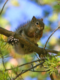 Écureuil roux  / American Red Squirrel / Sciurus vulgaris 