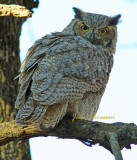 Grand Duc d'Amérique - Great Horned Owl