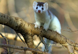 Belette  ( Weasel ) Mustela nivalis  /   Petit mammifère carnassier