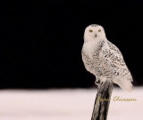 Harfang des Neiges (Snowy Owl)