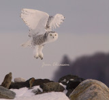 Harfang des Neiges (Snowy Owl)  Bubo scandiacus -  ( ookpik  ) Grand Nord